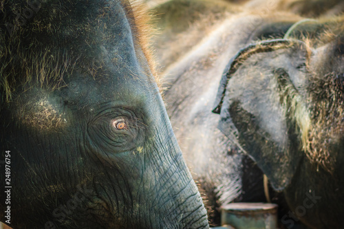 Old and skinny elephant is chained and look very pitiful. photo