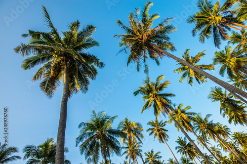 Afternoon in the garden with coconut trees.7