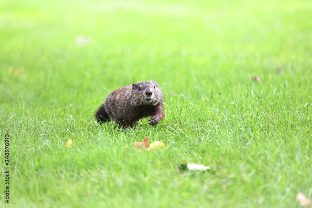 a gopher runs around on a golf course a gopher runs around on a golf course