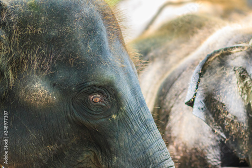 Old and skinny elephant is chained and look very pitiful. photo