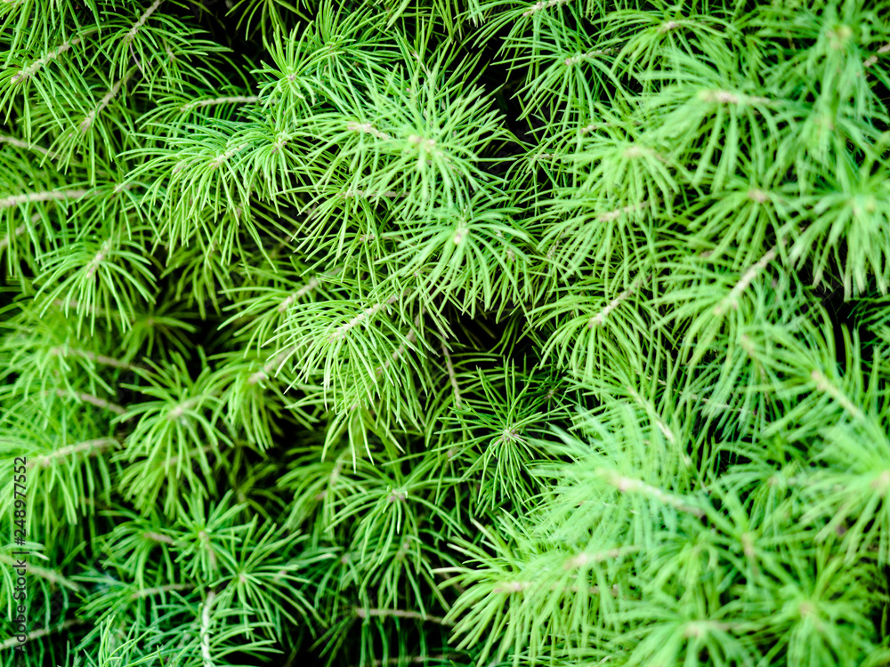 Pine Tree green background texture, Fresh green colour needle shaped leaves