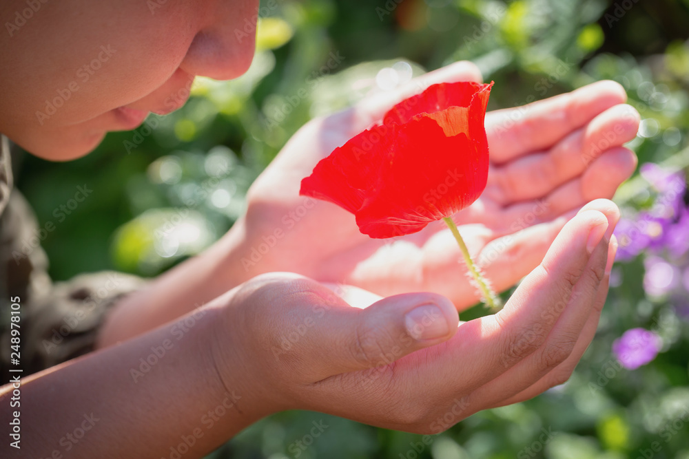Beautiful poppy flower in girls hand in poppy field