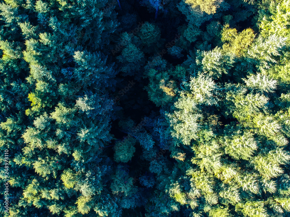 Aerial view of a Patagonian pine trees forest, Argentina