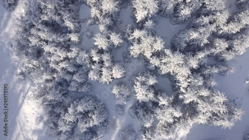 Beautiful Sunny Aerial View Winter Forest Vogelsberg Germany photo