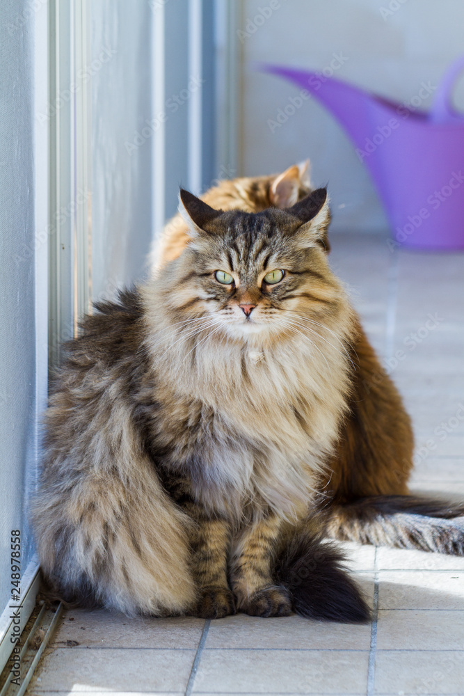 Haired pets of livestock, siberian purebred cats
