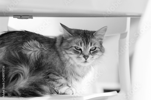 Adorable pet of livestock with long hair, siberian purebred cat lying on a chair