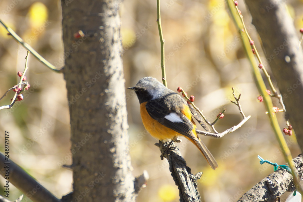 Obraz premium ジョウビタキ