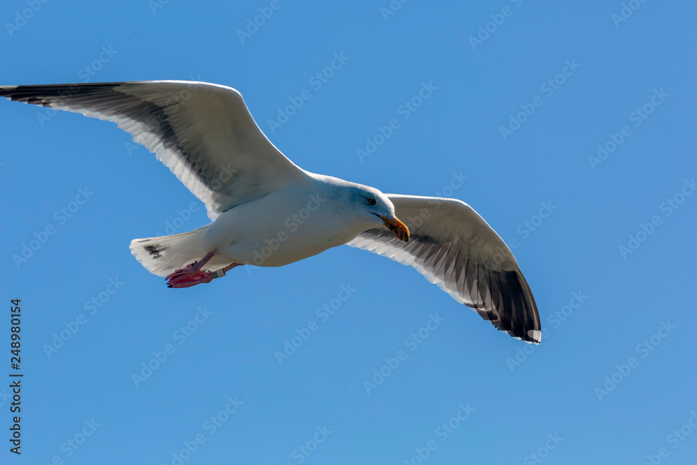 Soaring Gull 5
