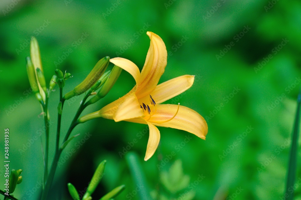 Obraz premium ニッコウキスゲ