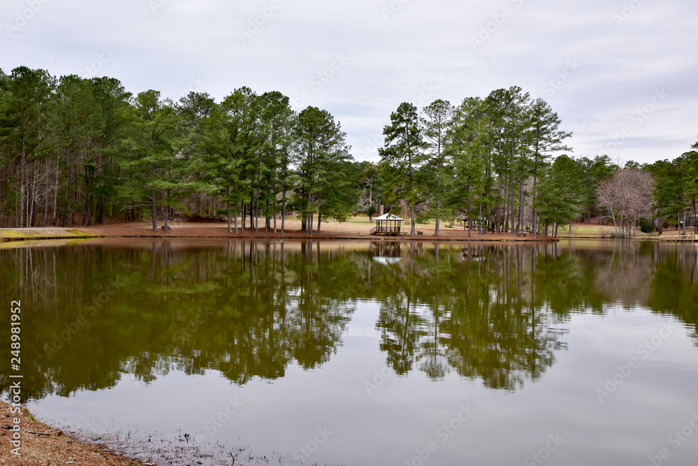 Tall Pine Trees reflect on water in Georgia pond