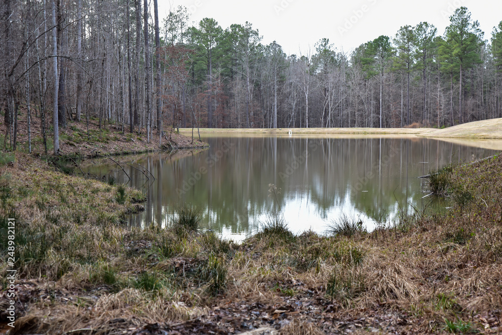 Tall Pine Trees reflect on water in Georgia pond Tall Pine Trees reflect on water in Georgia pond