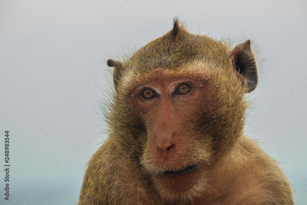 Long-tailed macaque or Crab-eating macaque (Macaca fascicularis) monkey in tropical forest. Portrait of cute monkey with blurry background. Long-tailed macaque or Crab-eating macaque (Macaca fascicularis) monkey in tropical forest. Portrait of cute monkey with blurry background.