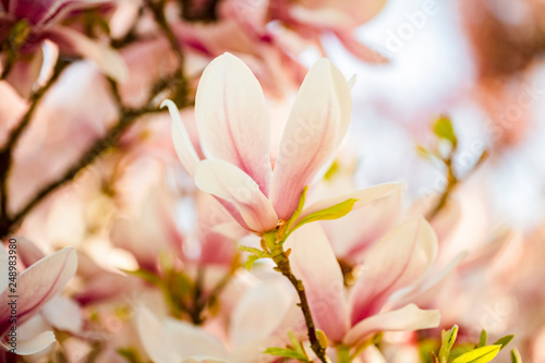 Soft Magnolia Blossom