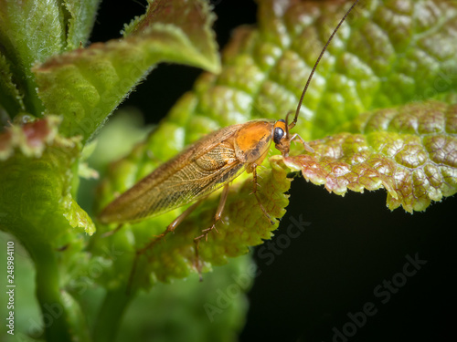 A cockroach sitting on a green leaf photo