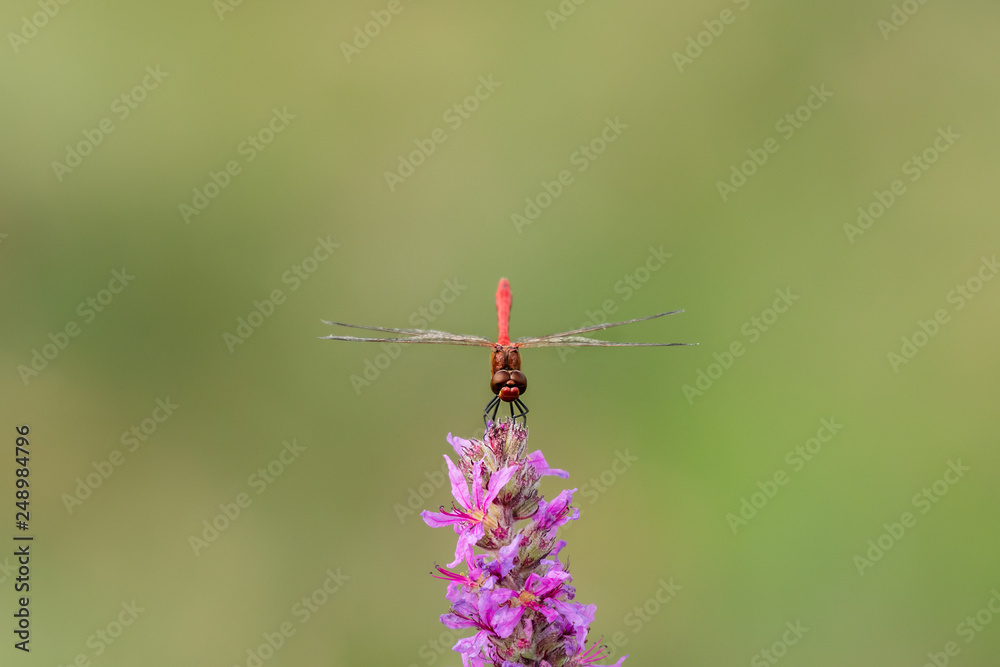 A ruddy darter dragonfly sitting on a purple flower A ruddy darter dragonfly sitting on a purple flower