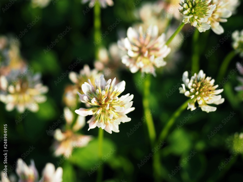 White clover flower, green plant, summer meadow White clover flower, green plant, summer meadow