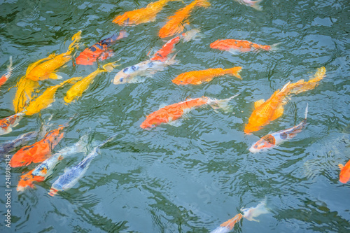 Group of colorful fancy carp fish swimming in the lake. School of colorful koi fish swimming in a pond.