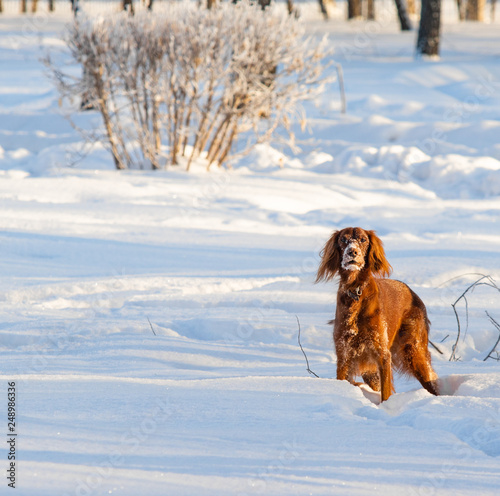 red dog in the snow in winter