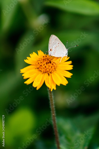 Flor amarela e a borboleta © ValdomiroVicenteVi