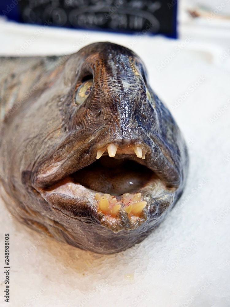 Atlantic wolffish, also known as the seawolf, Atlantic catfish, ocean  catfish, devil fish, wolf eel, Ugly fish in the supermarket Stock Photo