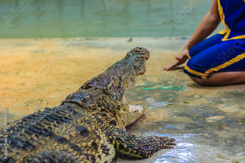 Nakhon Pathom, Thailand - May 18, 2017: Risky crocodile shows at Samphran Crocodile Farm, one of the most impressive public crocodile shows in the world.