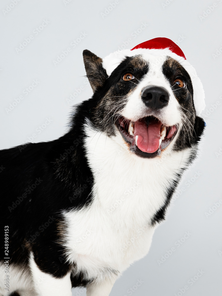 Cardigan Welsh Corgi with a Christmas hat