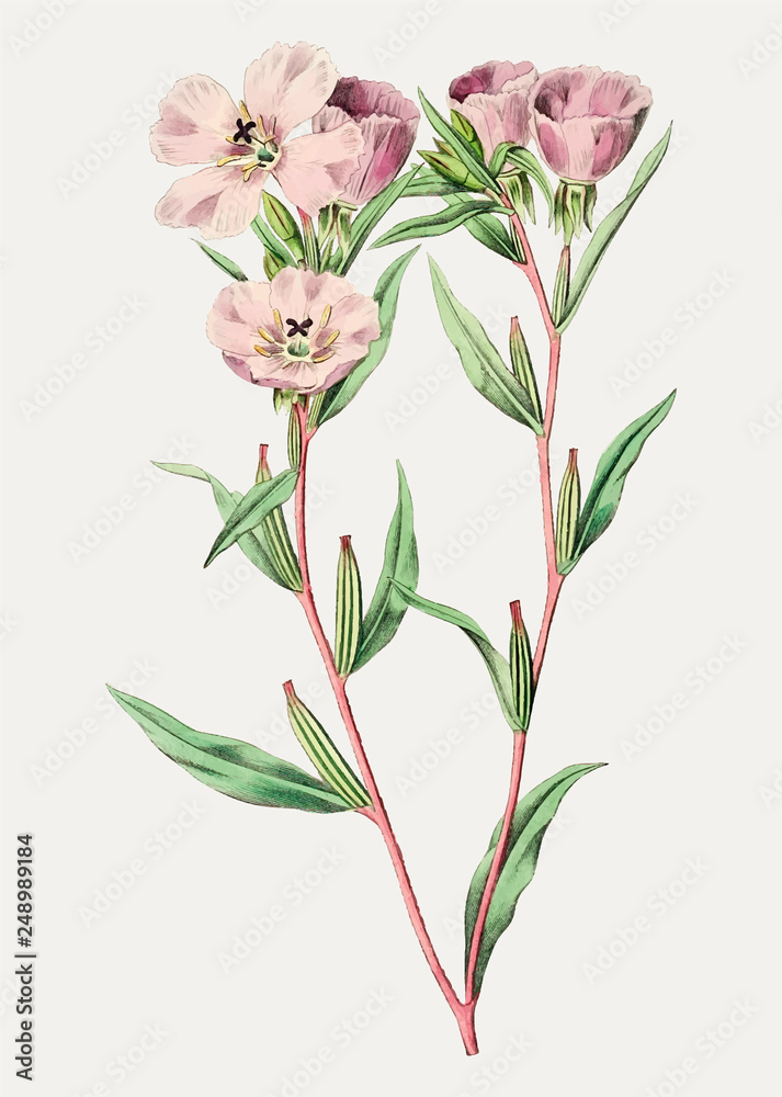 Pink amaryllis branch
