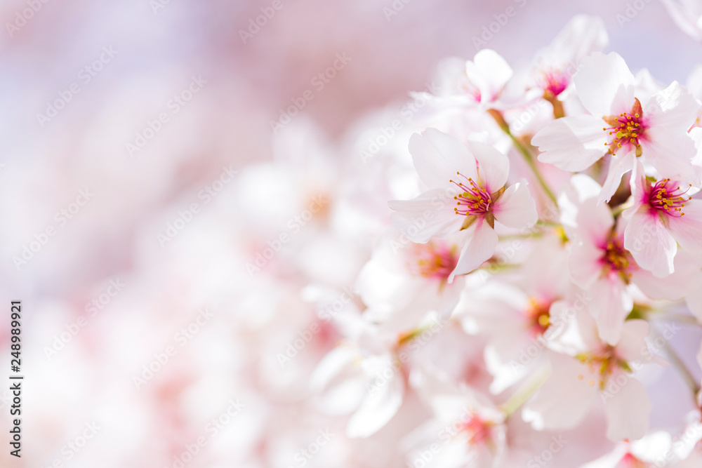 桜 桜