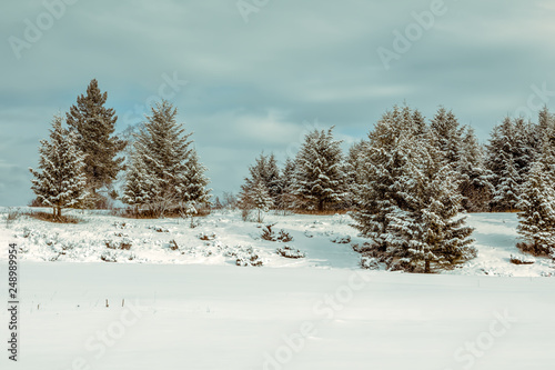 winter Montana landscape with trees and snow