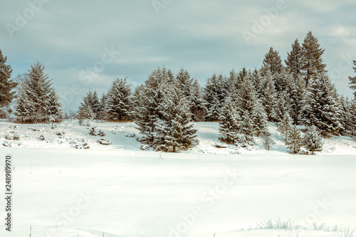winter Montana landscape with trees and snow