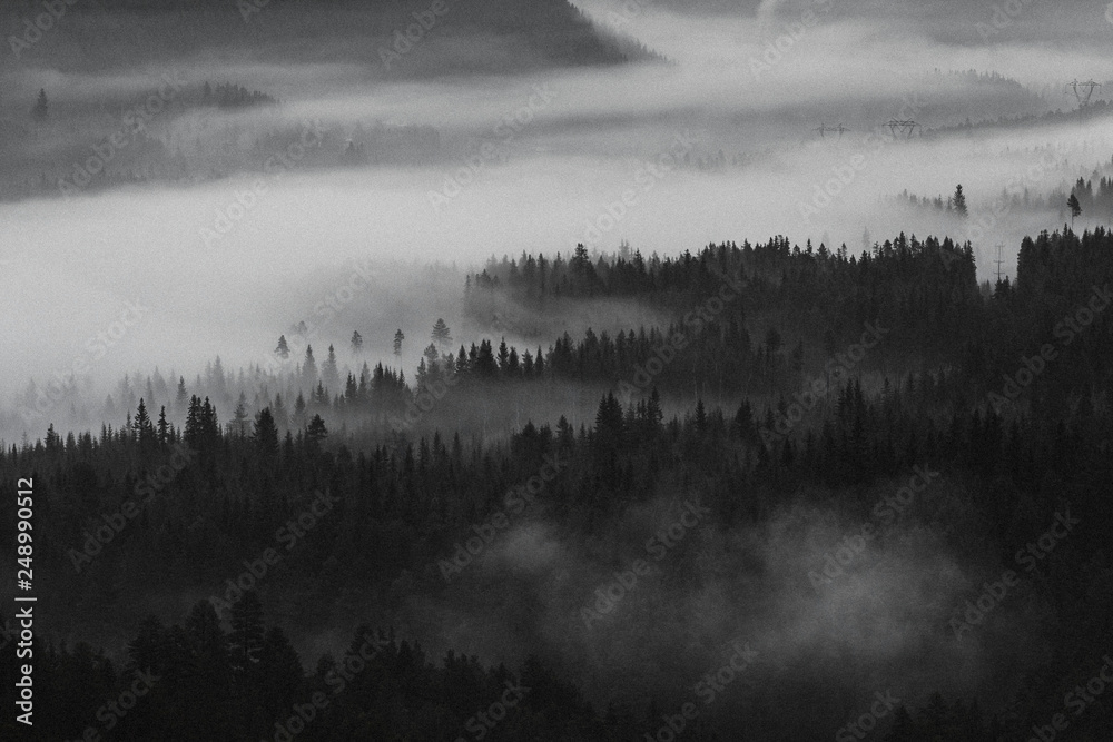 Fototapeta premium View of the misty woods in Norway