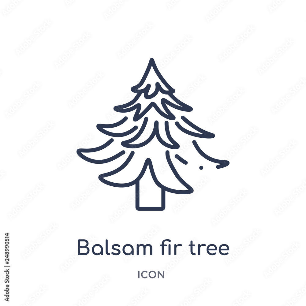 balsam fir tree icon from nature outline collection. Thin line balsam fir tree icon isolated on white background. balsam fir tree icon from nature outline collection. Thin line balsam fir tree icon isolated on white background.