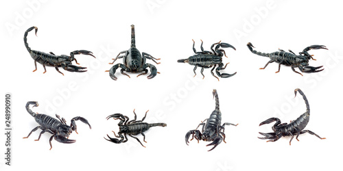 Group of scorpion isolated on a white background. Insects. Animal.