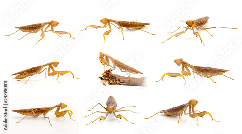 Group of brown mantis isolated on a white background. Insect. Animal.