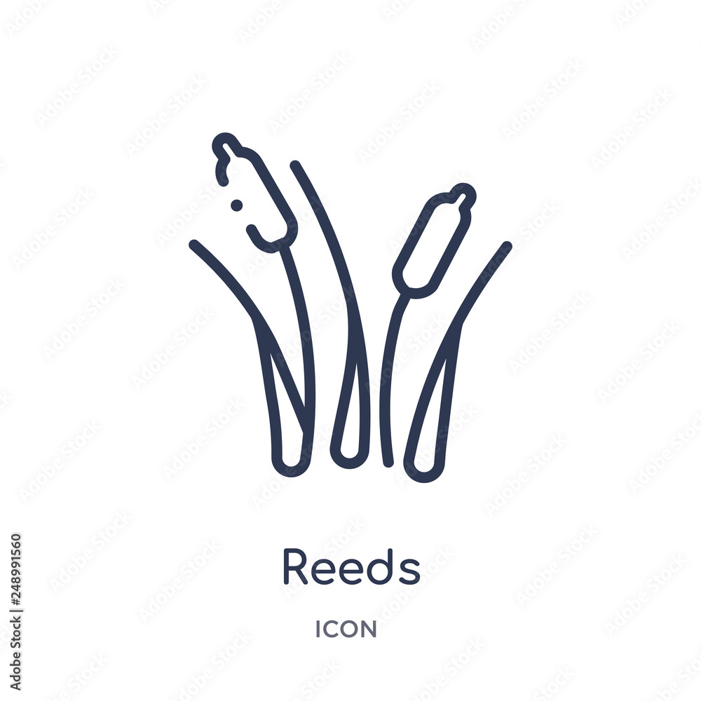 Fototapeta premium reeds icon from nature outline collection. Thin line reeds icon isolated on white background.