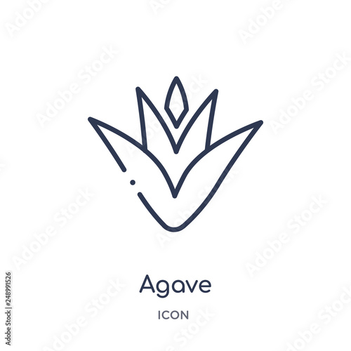 agave icon from nature outline collection. Thin line agave icon isolated on white background.