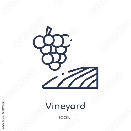 vineyard icon from nature outline collection. Thin line vineyard icon isolated on white background.