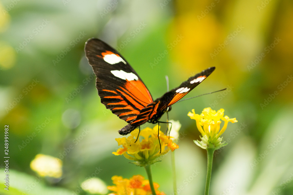orange butterfly on yellow flower orange butterfly on yellow flower