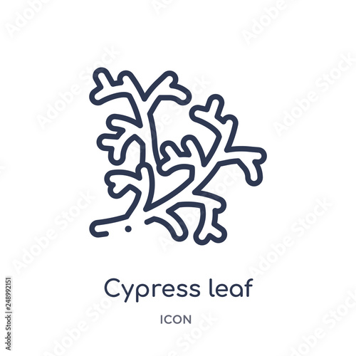cypress leaf icon from nature outline collection. Thin line cypress leaf icon isolated on white background.
