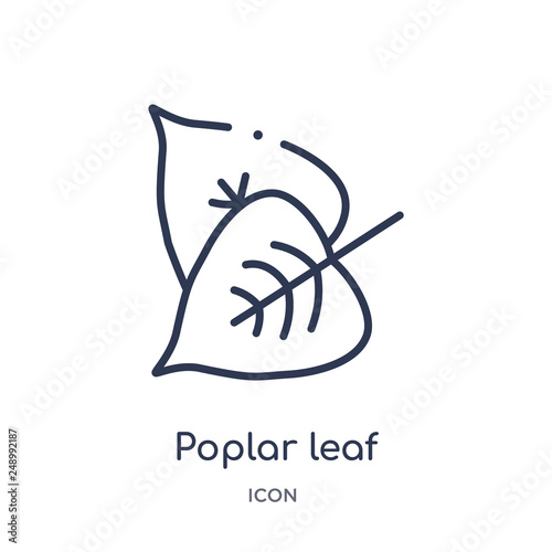 poplar leaf icon from nature outline collection. Thin line poplar leaf icon isolated on white background.