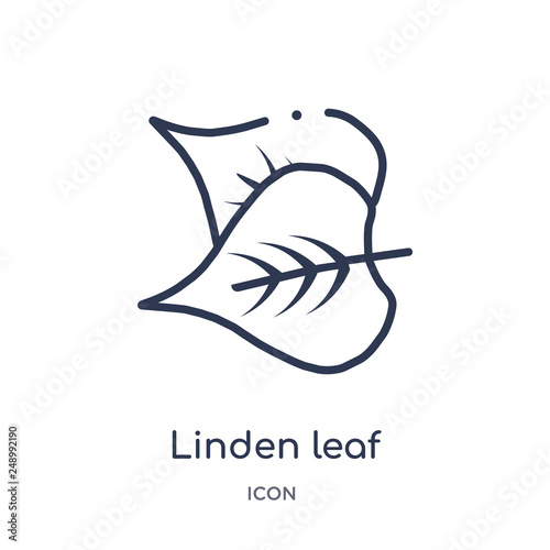 linden leaf icon from nature outline collection. Thin line linden leaf icon isolated on white background.