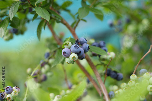blueberries on a bush