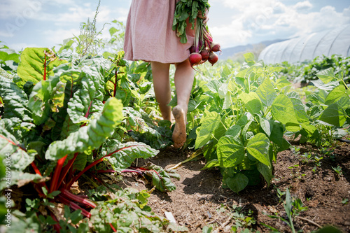 Low section of woman walking in field with red beet