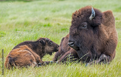 An adult Bison lies in grass with her baby.