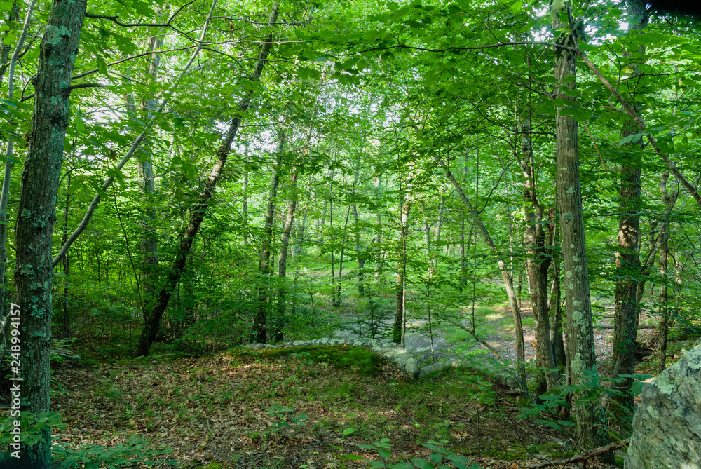 Fototapeta premium Woods above Blackstone Gorge