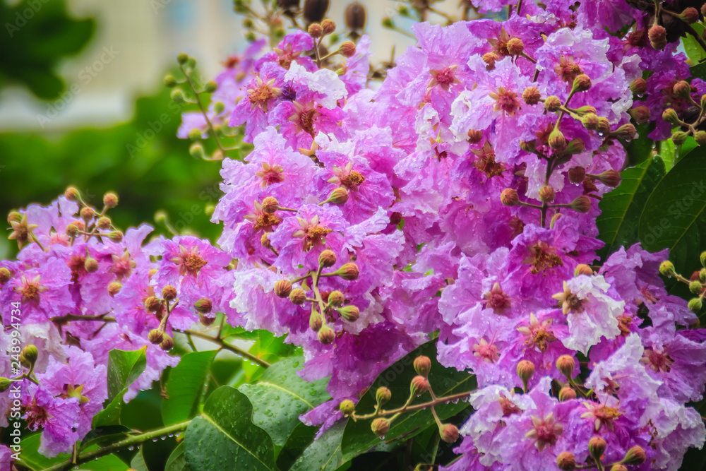 Beautiful purple flower of Lagerstroemia speciosa (giant crape-myrtle, Queen's crape-myrtle, banaba plant for Philippines, or Pride of India), species of Lagerstroemia native to tropical southern Asia Beautiful purple flower of Lagerstroemia speciosa (giant crape-myrtle, Queen's crape-myrtle, banaba plant for Philippines, or Pride of India), species of Lagerstroemia native to tropical southern Asia