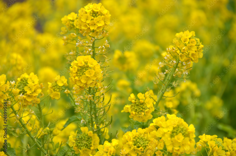 菜の花 黄色い畑3 菜の花 黄色い畑3