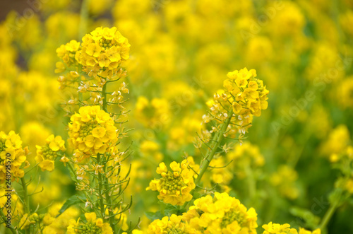 菜の花　黄色い畑２ © hoshimichi