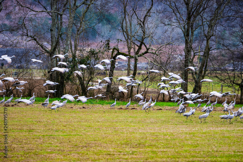 A flock of Sandhill Cranes taking off to fly.