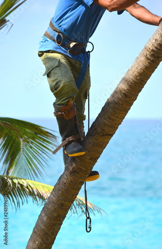 Fototapeta Naklejka Na Ścianę i Meble -  Gardener in harness climbing up a coconut (Cocos nucifera) palm tree to cut off dead branches in a tropical coastal garden. Man at work, work safety and hazard, work in heights.